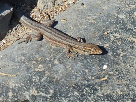  yellow-spotted lizard  Yellow-spotted Lizard: A Master of Camouflage Who Thrives in the Harsh Desert Landscape!