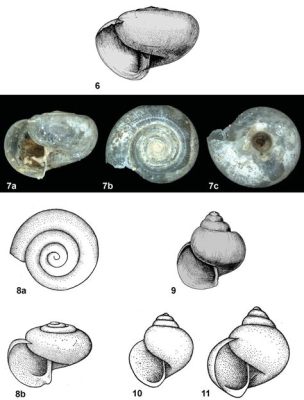  Limacina!  A Shell-Borne Wanderer That Embarks on a Fascinating Drifting Journey